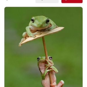 Adorable little Froggies🐸